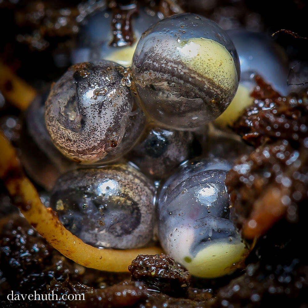 Image of dusky salamanders