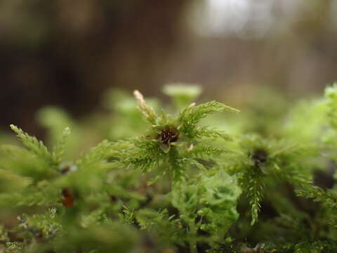 Image of leucolepis umbrella moss