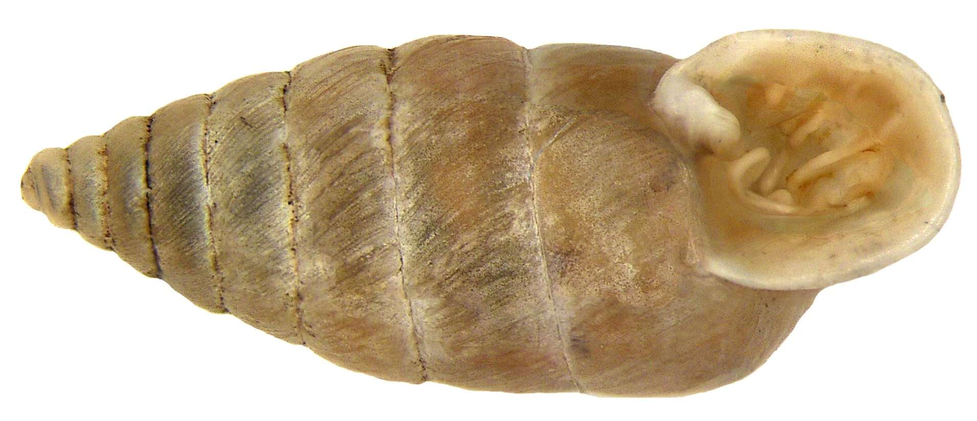 Image of Granaria frumentum (Draparnaud 1801)