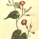 Image of Ipomoea rubriflora O'Donell