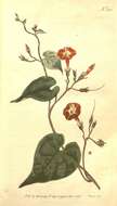 Image of Ipomoea rubriflora O'Donell