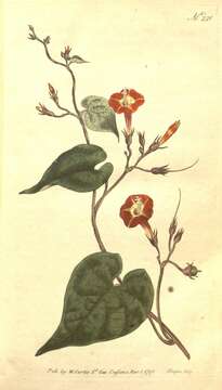 Ipomoea rubriflora O'Donell resmi