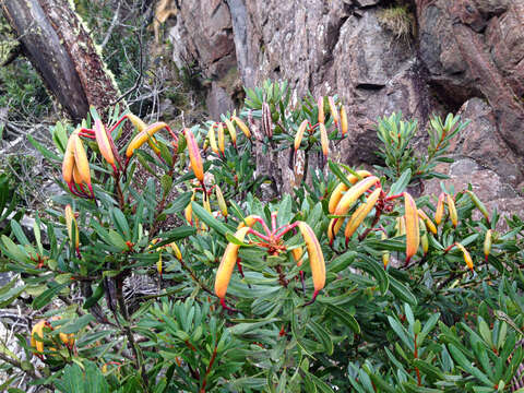 Image of Telopea truncata (Labill.) R. Br.