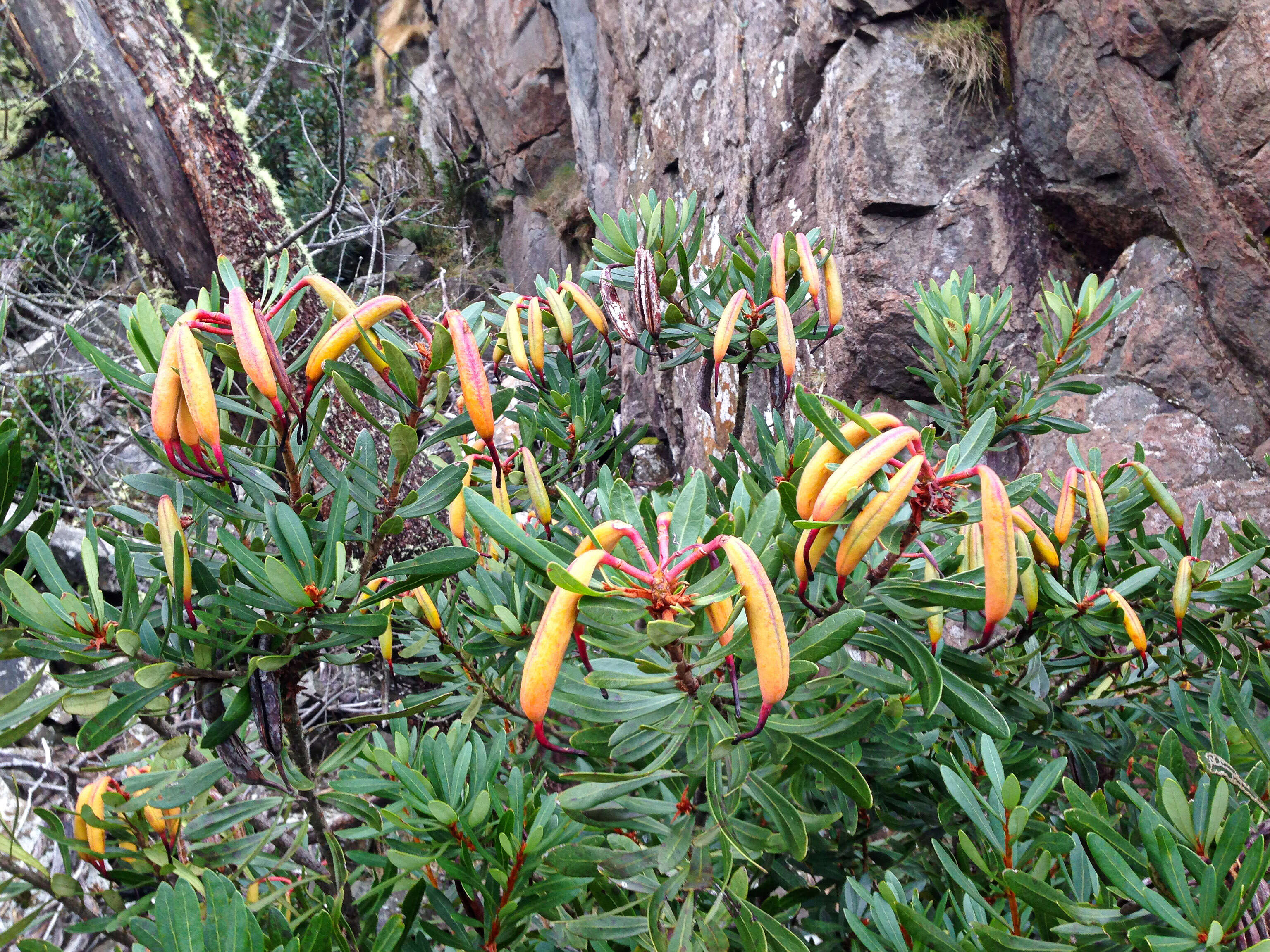 Image of Telopea truncata (Labill.) R. Br.