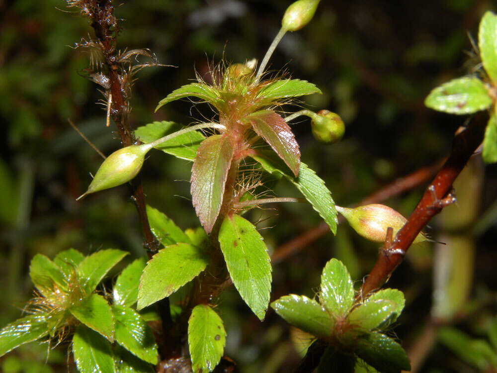 Imagem de Sauvagesia erecta L.