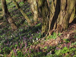 Слика од Corydalis cava (L.) Schweigger & Koerte