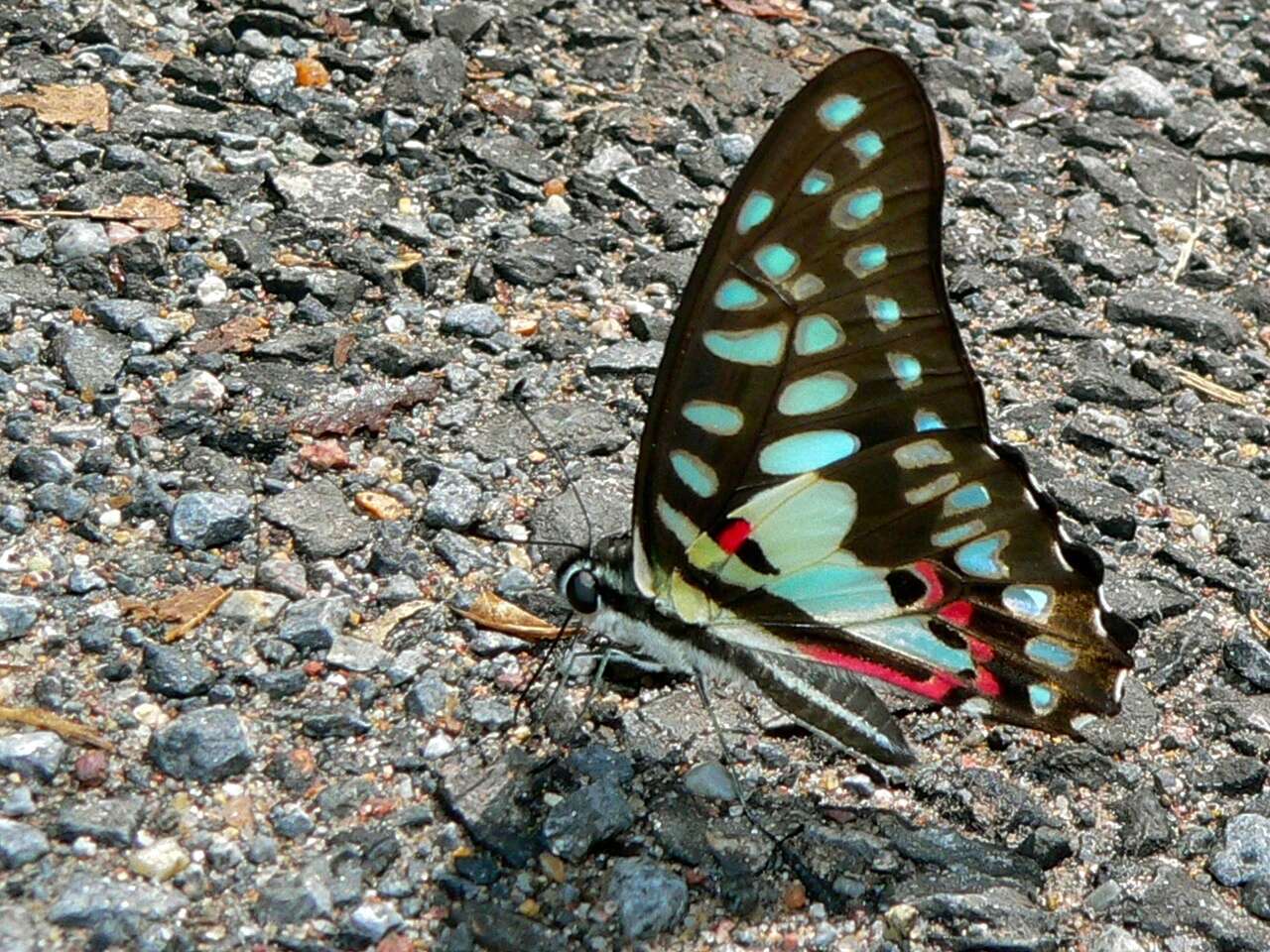 Image of Graphium doson (Felder & Felder 1864)