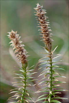 Image of interrupted clubmoss