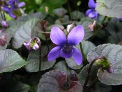 Image of alpine violet