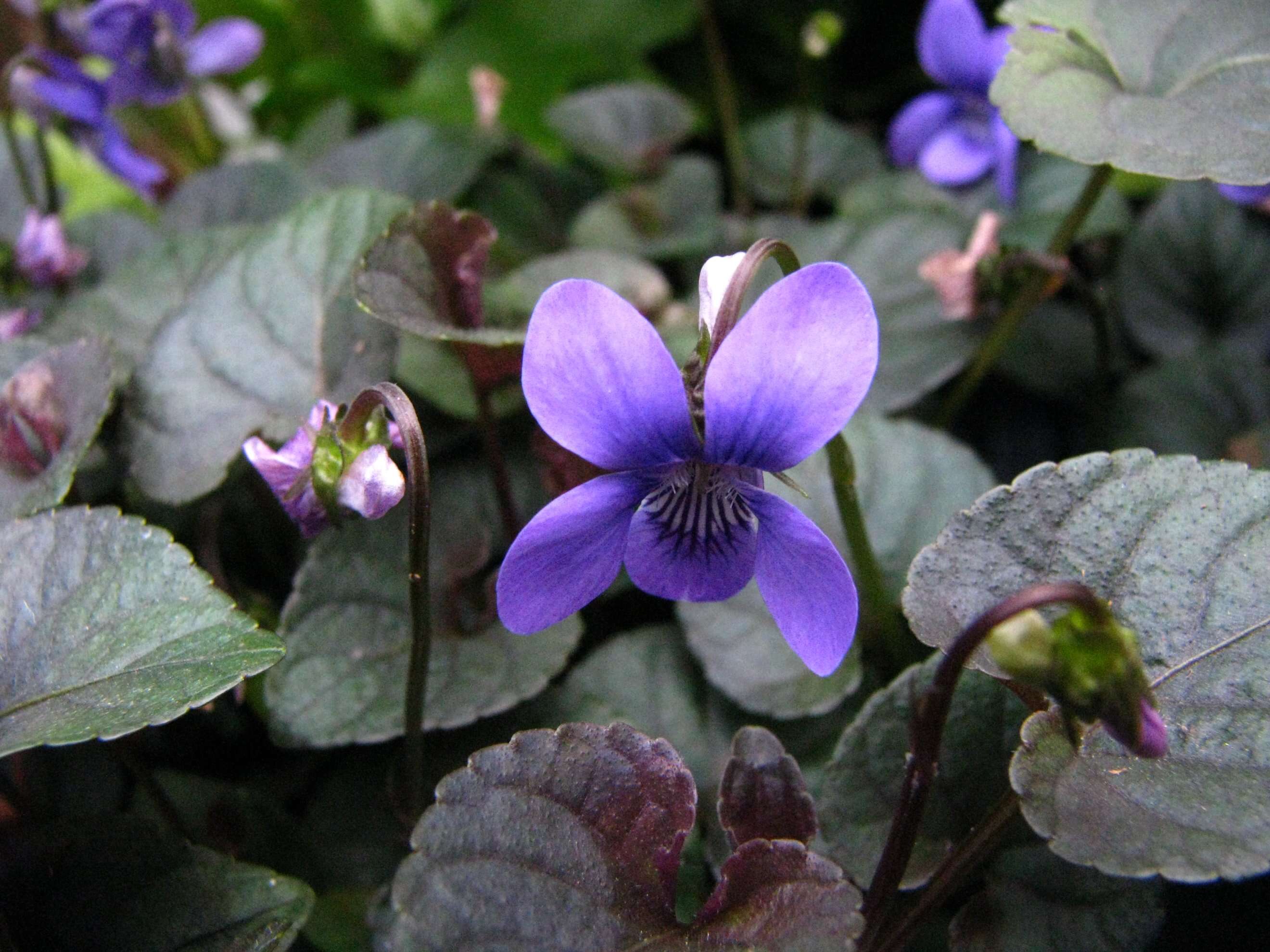 Image of alpine violet