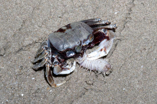 Image of Horned Ghost Crab