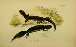 Image of Triturus cristatus