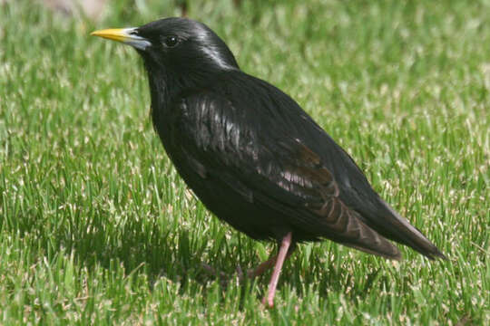 Image of Spotless Starling