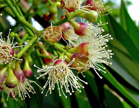 Syzygium cumini (L.) Skeels resmi