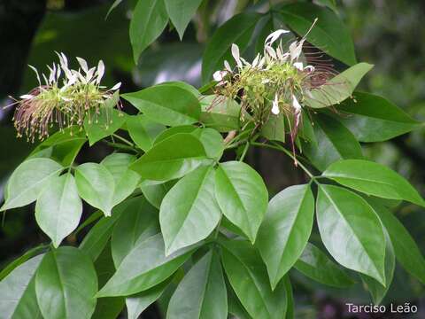 Image of Crateva tapia L.