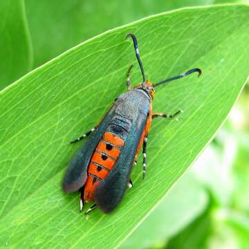 Image de Melittia cucurbitae Harris 1828