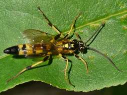 Image of Ichneumon annulatorius Fabricius 1775