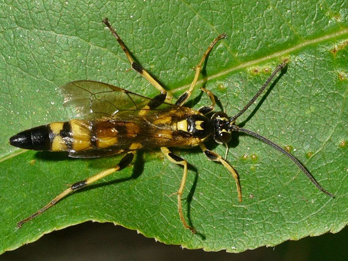 Image of Ichneumon