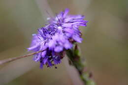 Image of Globe Daisies