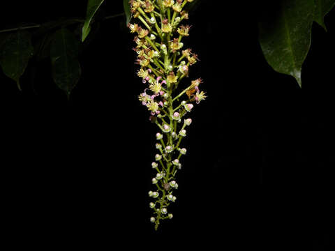 Image of Lophanthera hammelii W. R. Anderson