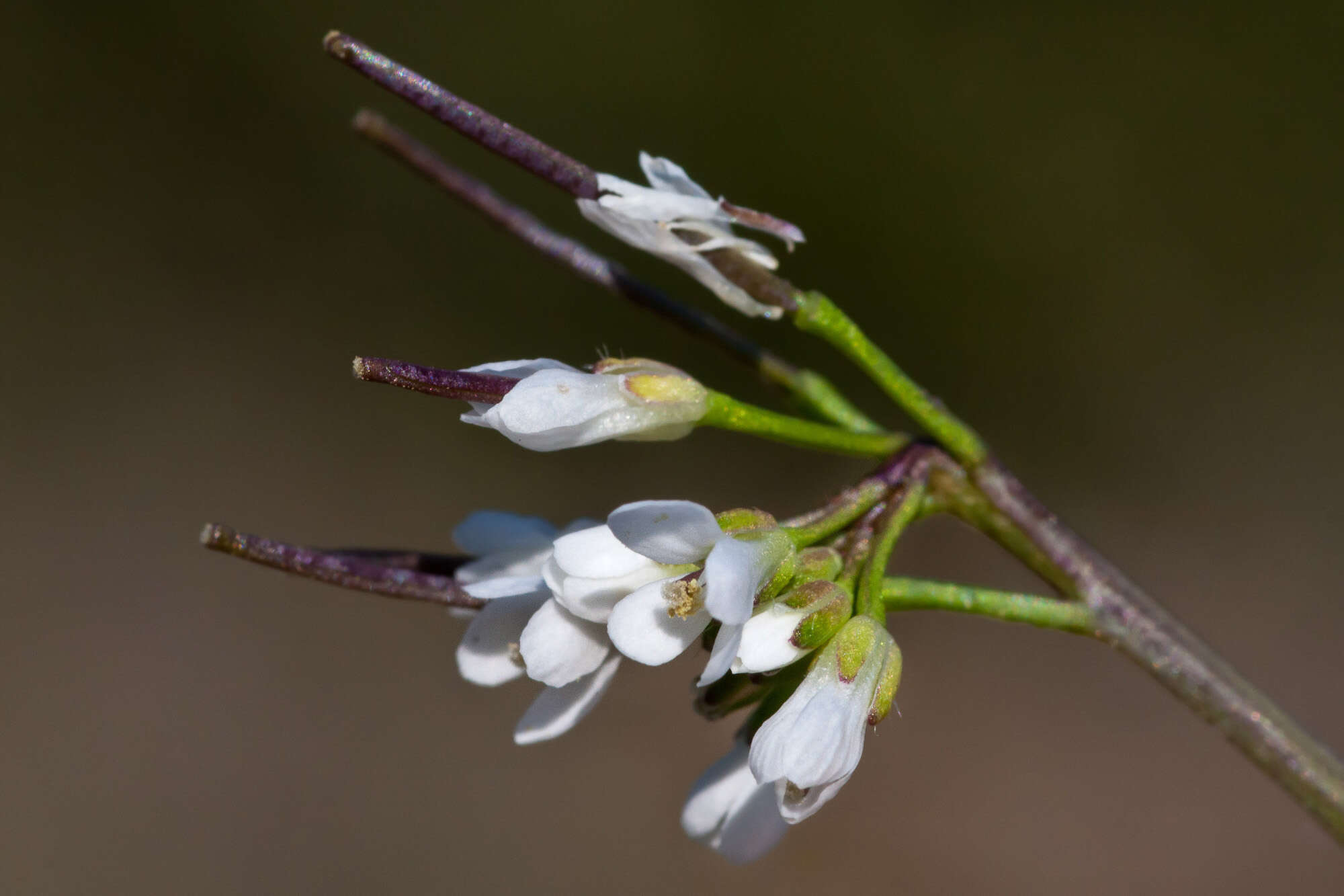 Image of bittercress