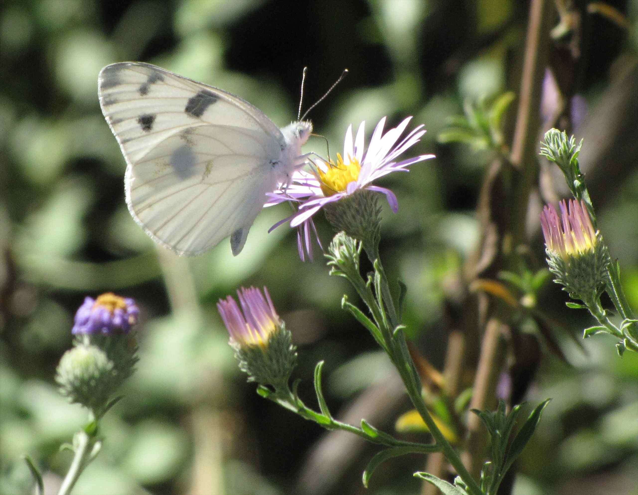 Image of Checkered White