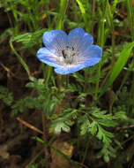 Imagem de Nemophila menziesii Hook. & Arnott