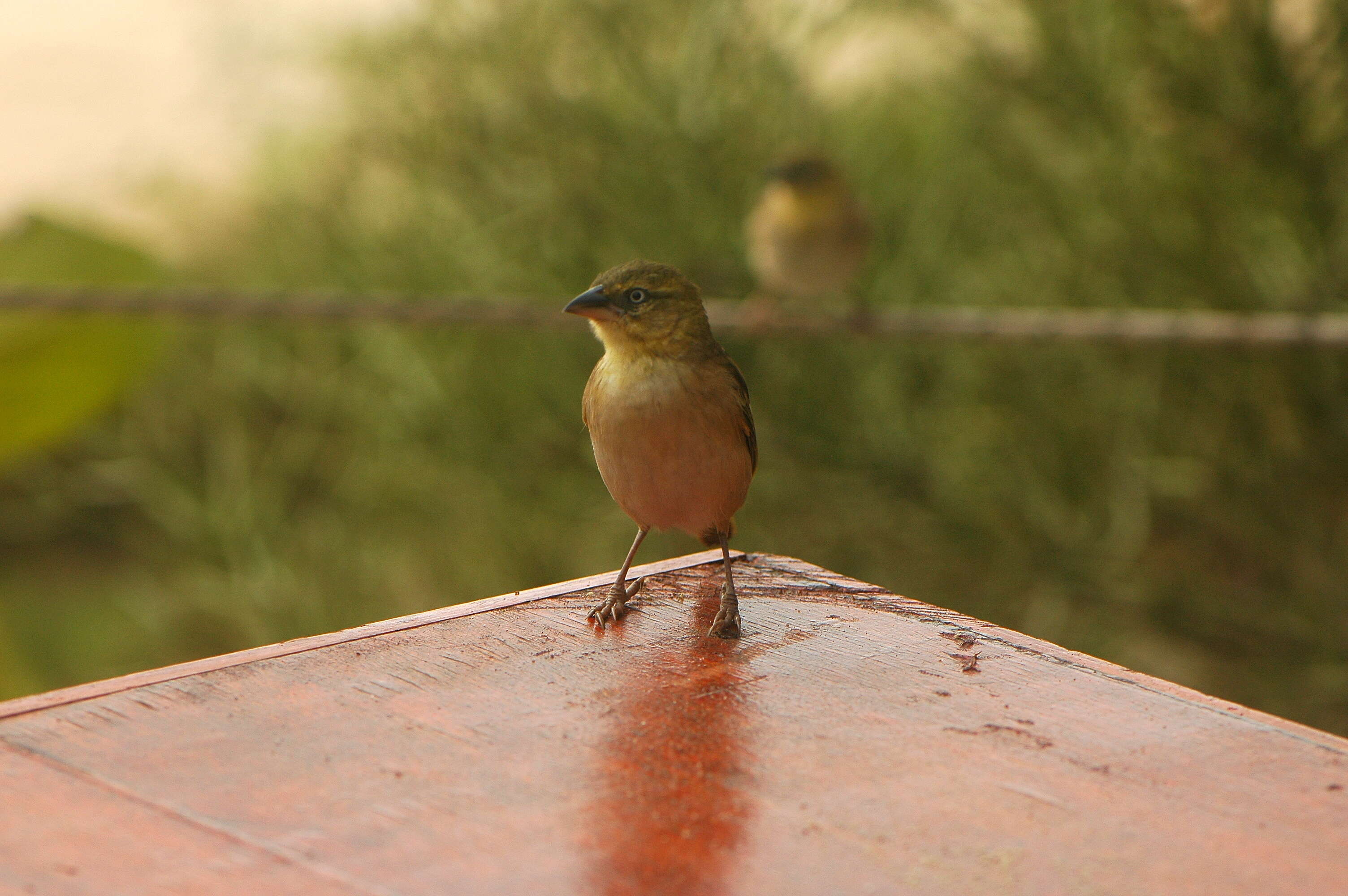 Image of Black-headed Weaver