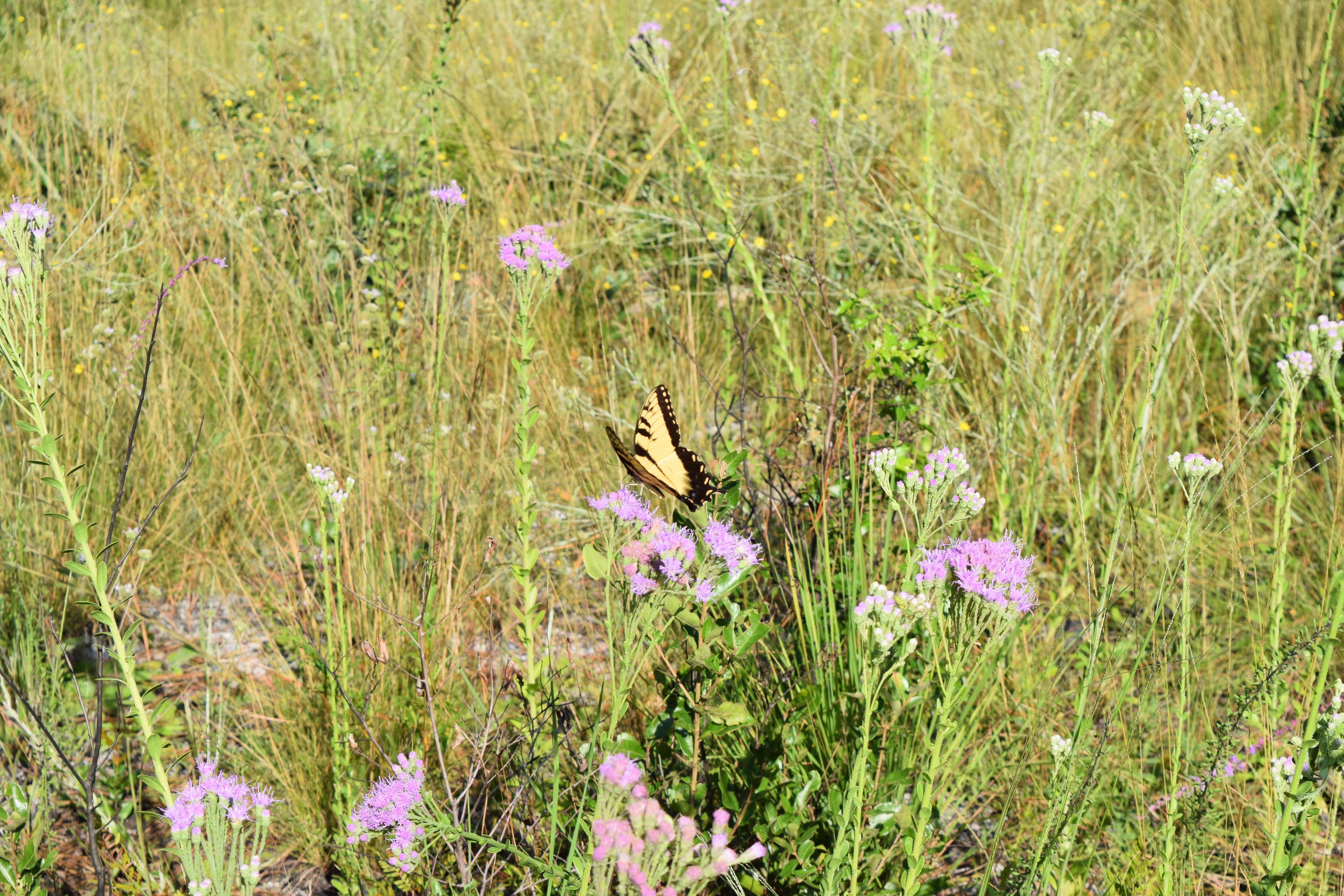 Image of Papilio