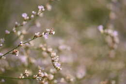 Imagem de Limonium gerberi A. Soldano