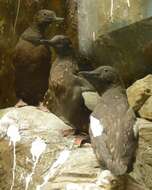 Image of bettongs, potoroos, and rat kangaroos