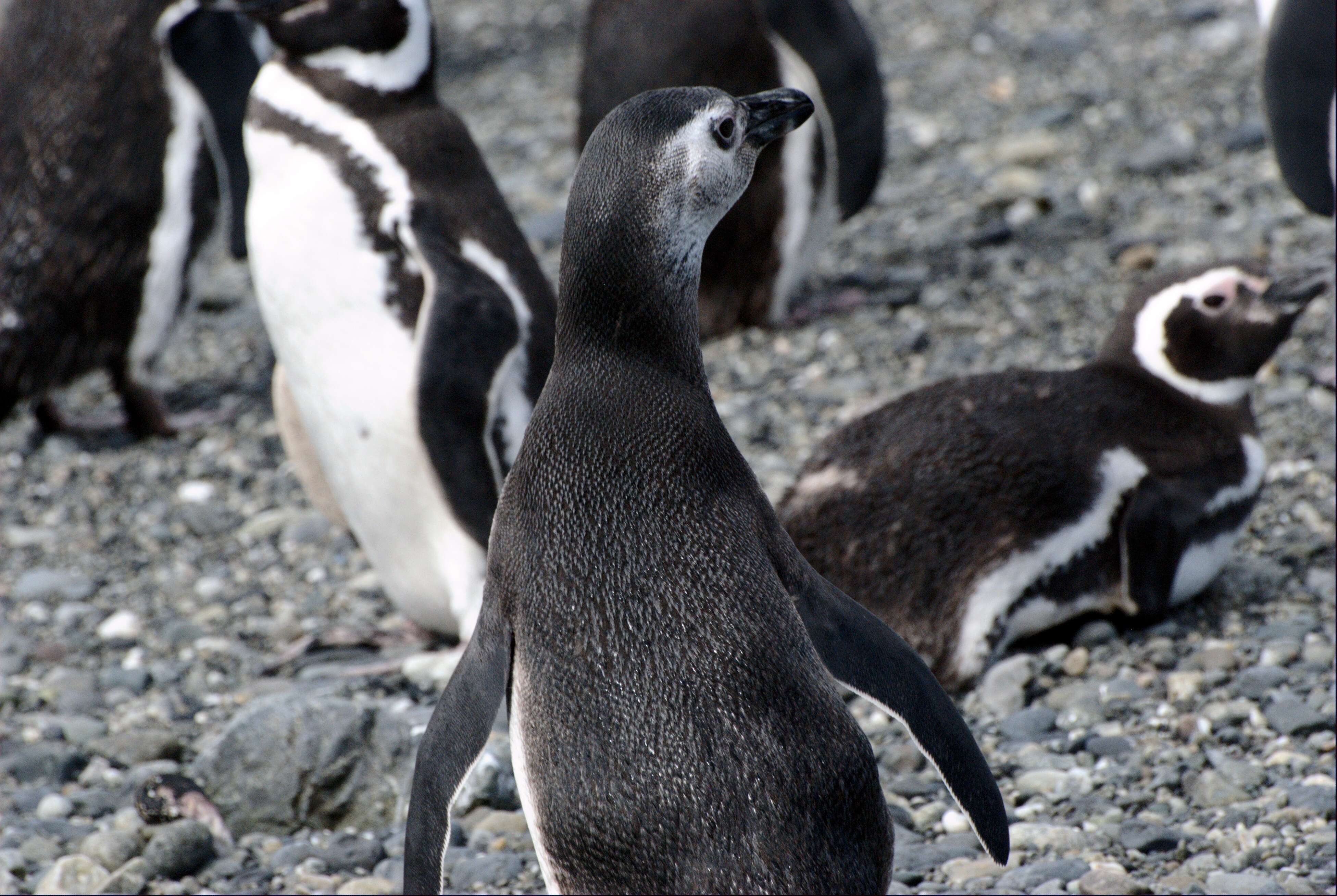 Image of Magellanic Penguin