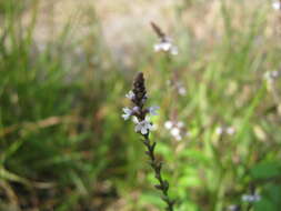 Sivun Verbena carolina L. kuva