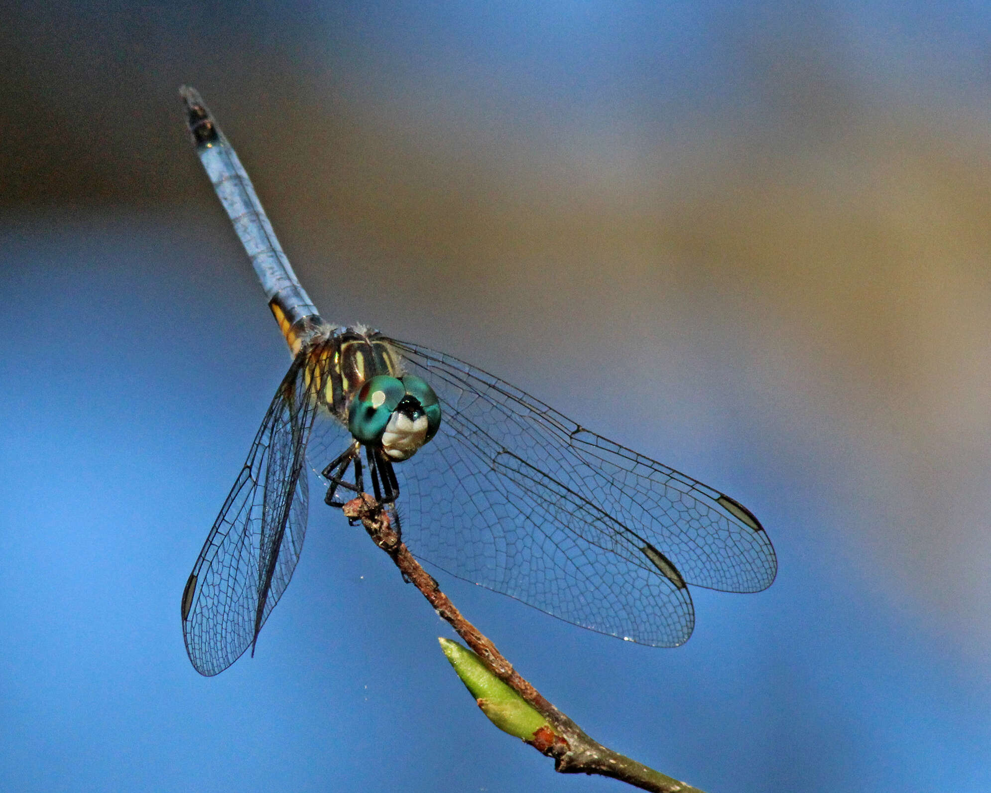 Image of Blue Dasher