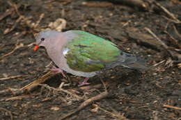 Image of Common Emerald Dove