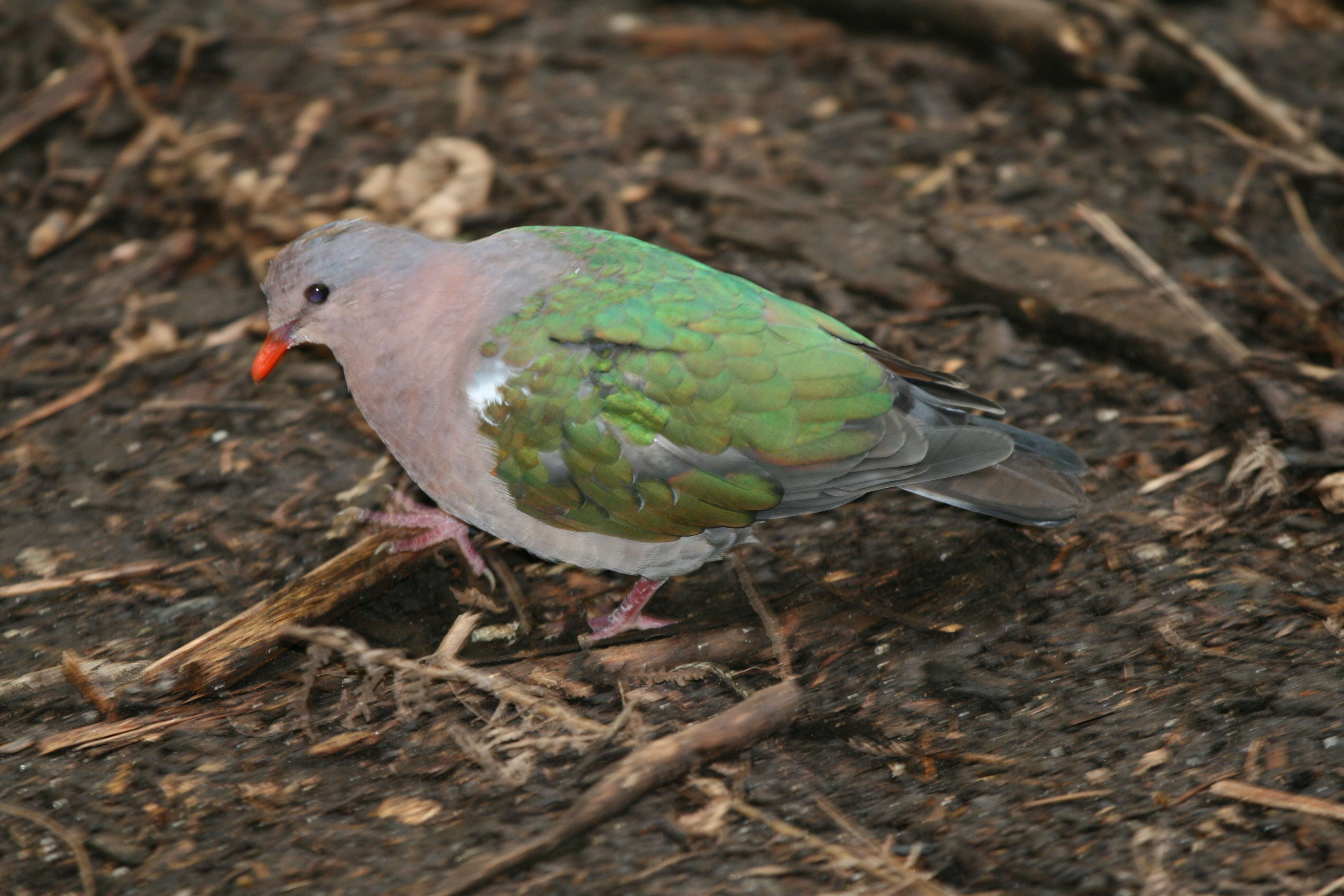 Image of Common Emerald Dove