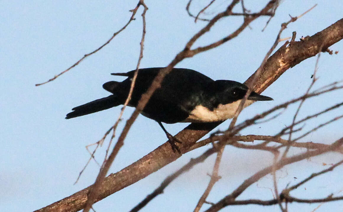 Image of Restless Flycatcher