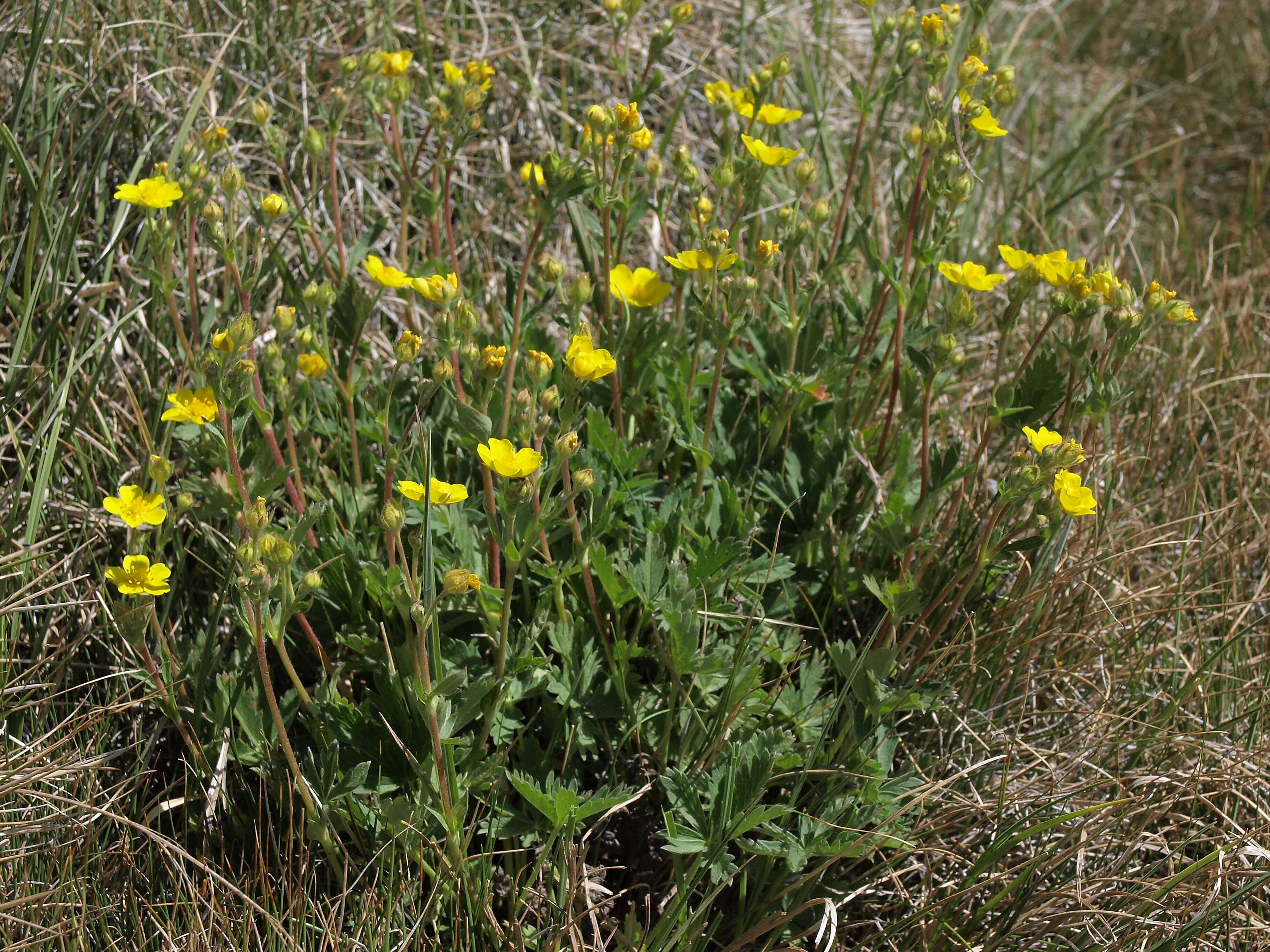 Image of slender cinquefoil