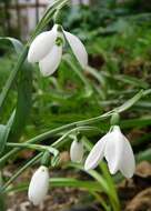 Image of Snowdrop