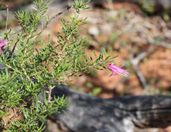 صورة Eremophila latrobei subsp. latrobei