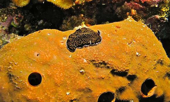 Image of Yellow papillae flatworm