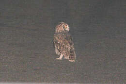 Image of Eagle-owls