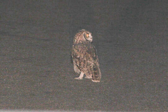 Image of Eagle-owls