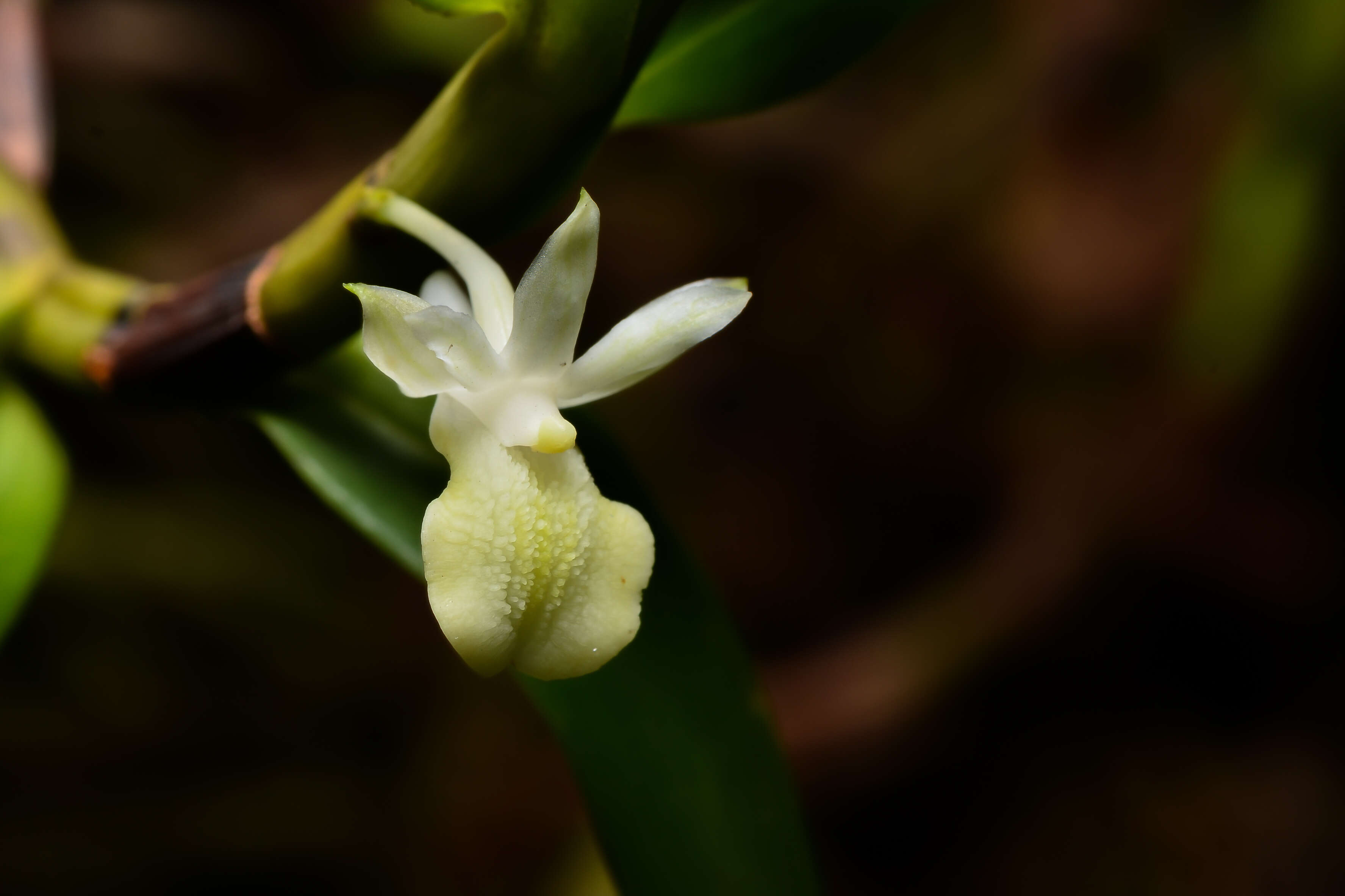 Image of Dendrobium connatum (Blume) Lindl.