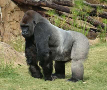 Image of Western Lowland Gorilla