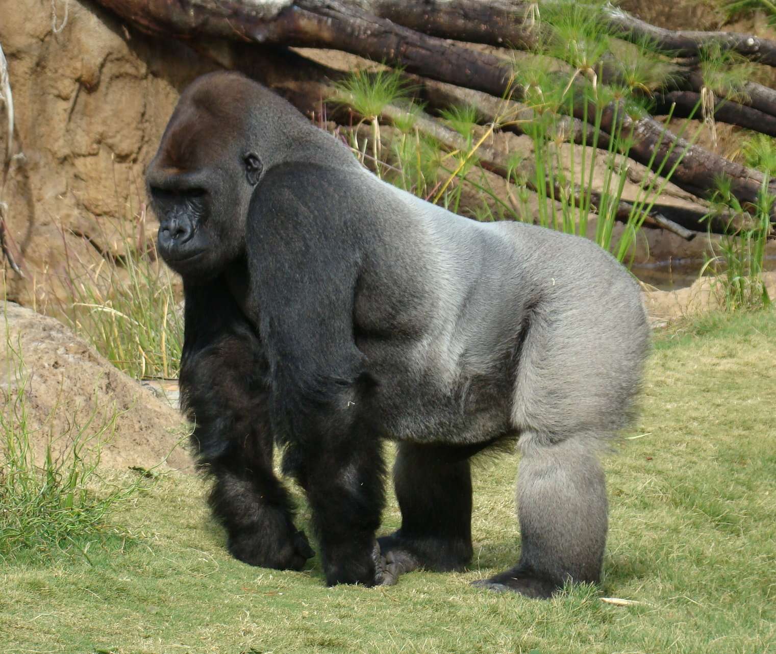 Image of Gorillas