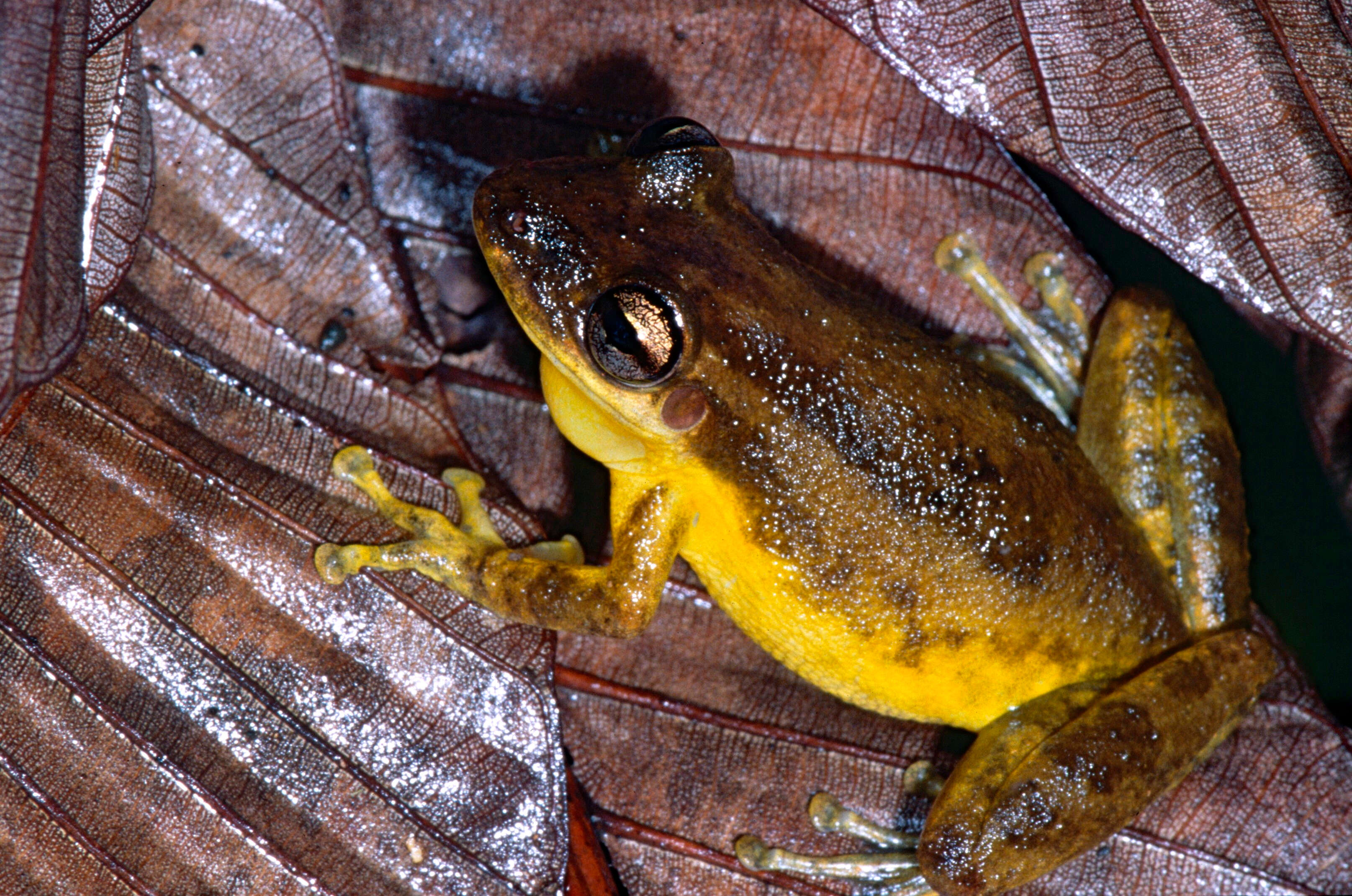 Image of Snouted Treefrogs