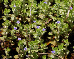 Image of Water Hyssop