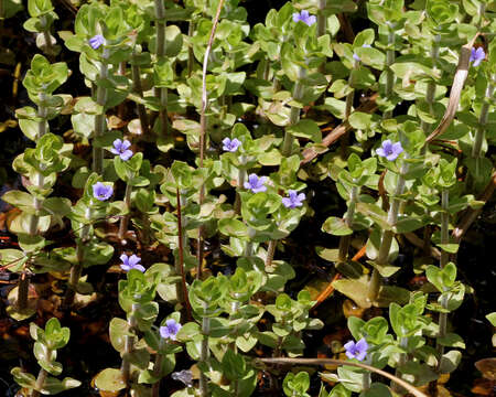 Image of blue waterhyssop