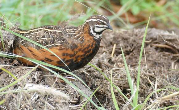 Image of Harlequin Quail